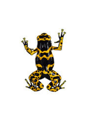 Top view of Colorful Yellow-banded Poison Dart Frog aka Dendrobates leucomelas. Isolated on a white background.