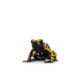 Colorful Yellow-banded Poison Dart Frog aka Dendrobates leucomelas, sitting up facing front. Isolated on a white background.