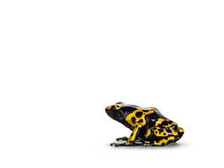 Colorful Yellow-banded Poison Dart Frog aka Dendrobates leucomelas sitting side ways. Isolated on a...