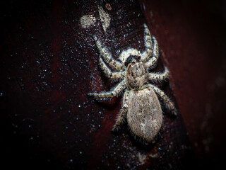 spider on the wall