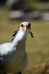 secretarybird (Sagittarius serpentarius) looking at the camera