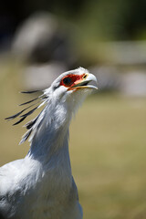 secretarybird (Sagittarius serpentarius) squaking