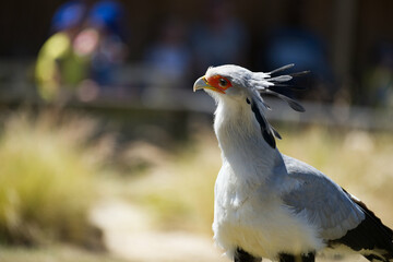 secretarybird (Sagittarius serpentarius) in a show