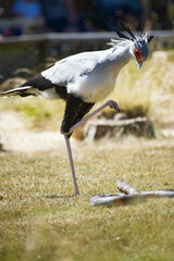 secretarybird (Sagittarius serpentarius) killing snake in a show