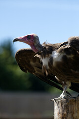 Vulture Stilling looking at the view