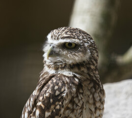 burrowing owl sitting relaxing in the sun