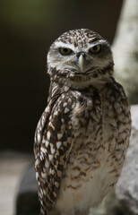 burrowing owl looking straight into the camera