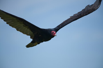 Vulture flying over on a sunny day