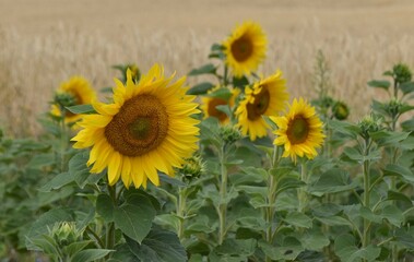 sunflowers and bumblebee on the field