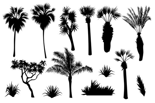 Tropical set. Plants, palm trees, black silhouettes isolated on white background. Vector