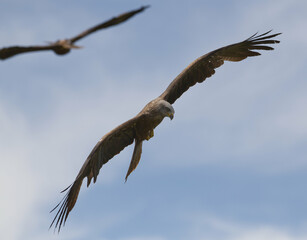 Fototapeta na wymiar Pair of Kites Raptor Bird flying over a sunny sky