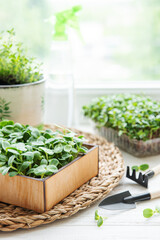 Assortment of micro greens on wooden table