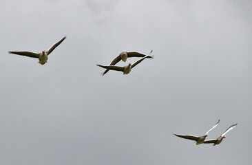 geese fly across the sky under the clouds