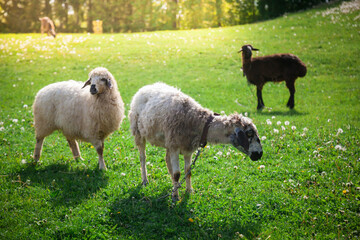 Sheep graze in a clearing on a sunny summer day.