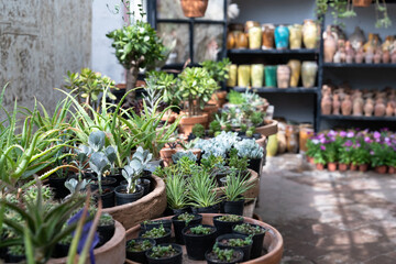 Lot of handicraft ceramic pots with plant flowers indoors, selective focus. Many unique handmade colourful clay jugs and vases of various shapes on shelf in local market