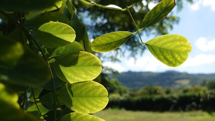 green leaves and sun