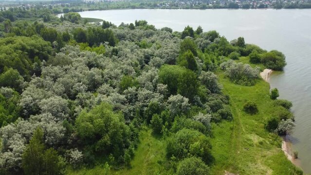 View of the lake and coastal vegetation in summer. Green bushes, grass and silvery leaves of Russian olive bushes. Summer landscape.