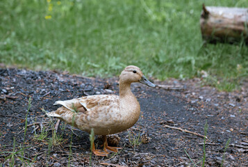 wild ducks in nature. man and ducks. the forest after the fire