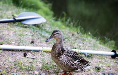 wild ducks in nature. man and ducks. the forest after the fire