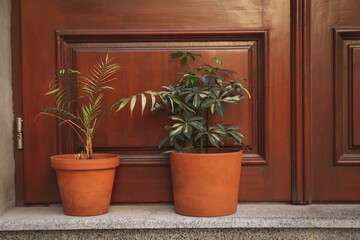 Pots with plants near wooden doors outdoor