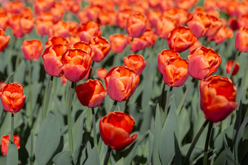 Fototapeta premium a field with tulips. lots of colors. bright orange tulips. floral background. desktop wallpapers