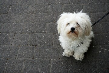 Weißer Malteser-Pudel Mischlingshund auf Straße 