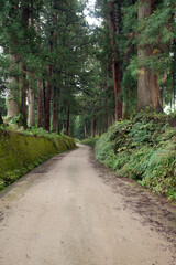 Obraz premium 日光杉並木街道の杉と道