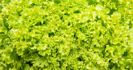 Fototapeta na wymiar green background of organic leafy lettuce vegetable