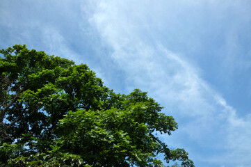 Obraz premium sky and trees