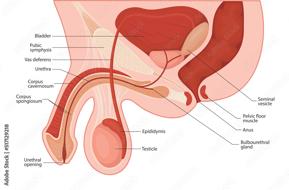 Canvas Prints male reproductive system. penis medical vector illustration.