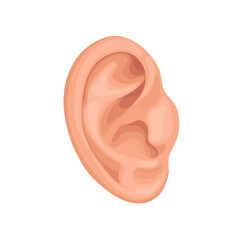 Vector illustration of ear on white background 