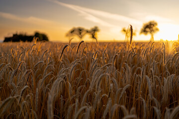 Kornfeld im Sonnenuntergang