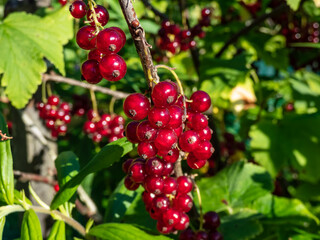 Perfect red ripe redcurrants (ribes rubrum) on the branch between green leaves with blurry background. Taste of summer