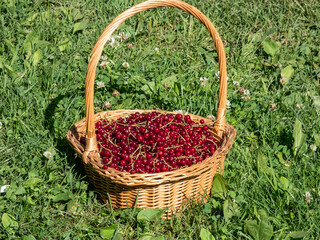 Fototapeta na wymiar Full wooden basket of perfect ripe red currants (ribes rubrum) in the sunlight. Growing food in the garden