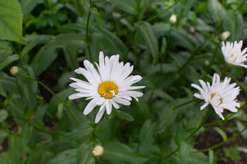 Daisy flower close-up on a blurry green background. Summer garden. Soft selective focus. Shallow depth of field.
