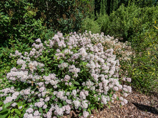 Jersey tea ceanothus, red root, mountain sweet or wild snowball (Ceanothus americanus) having thin...