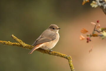 colirrojo real en otoño en el bosque