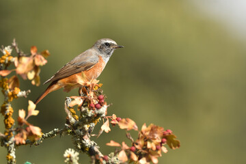 colirrojo real en otoño en el bosque