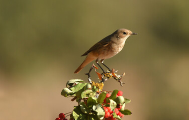 colirrojo real en otoño en el bosque