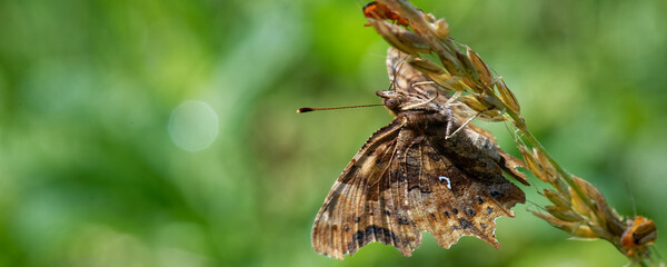 Papillon - Robert le diable  