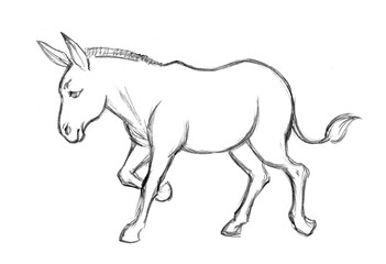 A donkey. Side view. Pencil drawing