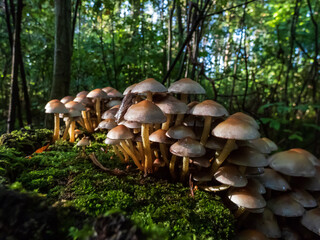Wild mushrooms growing in large colony on tree stump and forest ground in wet moss in dark, green forest. Fairy forest in enigmatic scenery