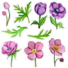 Watercolor set of anemone flowers and leaves