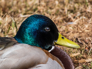 Close-up of adult, breeding male mallard or wild duck (Anas platyrhynchos) with a glossy bottle-green head and a white collar. Portrait of bird head and eye in sunlight