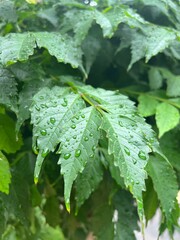 leaf with water drops