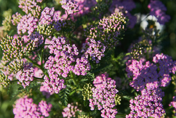 Bright pink yarrow on a dark blurry background. Selective focus.