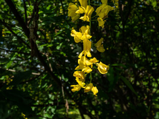 The golden chain or golden rain tree (common laburnum) flowering with the long racemes of densely packed yellow flowers in park - obrazy, fototapety, plakaty