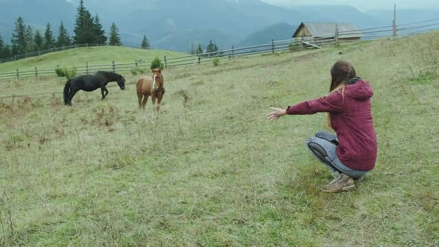 Woman calls young foal to her. Curious little calf approaches. Green hills with grass, pasture, slope, mountains.