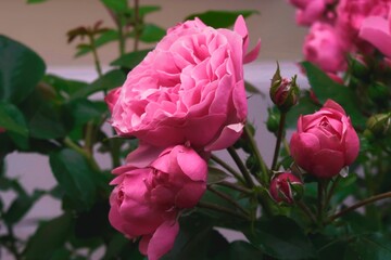 pink and white tulips