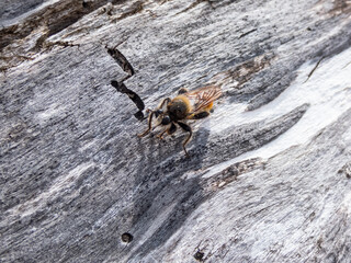 The Bumblebee robberfly, yellow robberfly or yellow assassin fly (Laphria flava) on a dry tree trunk on the beach in sunlight